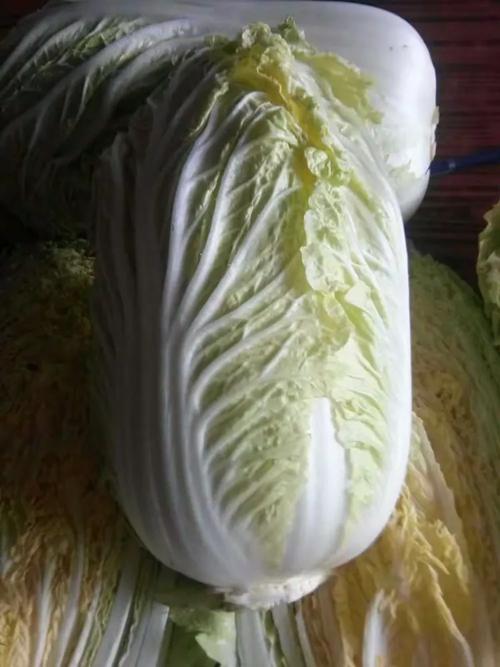 发展现代绿色农业与无公害食品产业 造福民生的健康之路